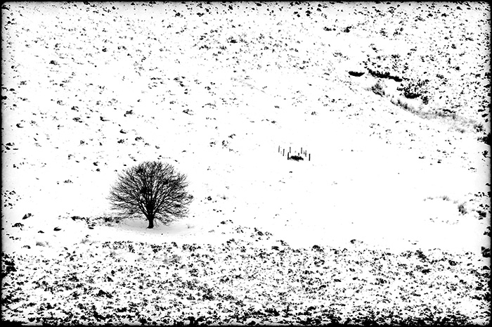 High contrast black and white image of a lone tree on a snow covered hillside
