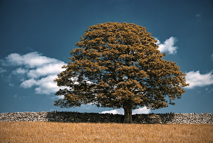 Autumnal scene of lone oak tree with yellowing leaves alongside a stone wall