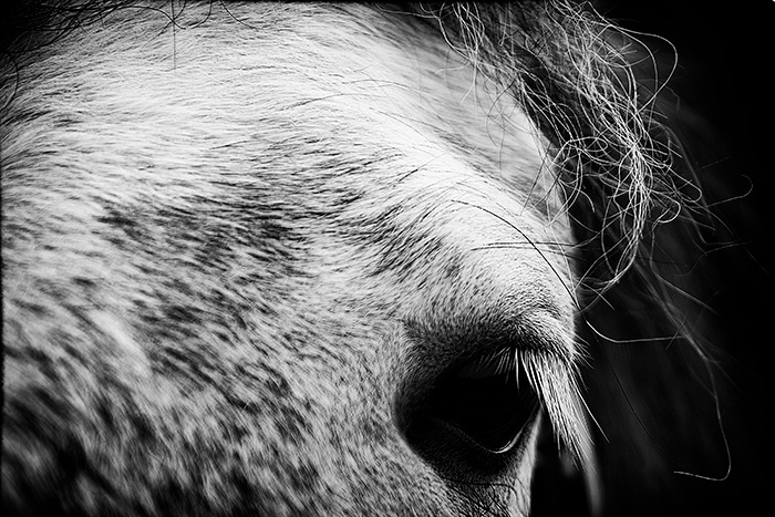 Close-up of a horse's eye with strands of hair