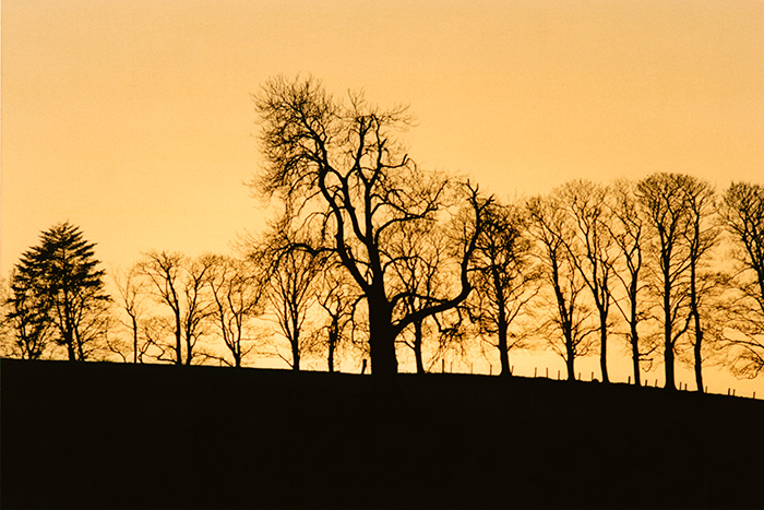 Silhouette of bare trees and wooden fence against an intense orange sunset