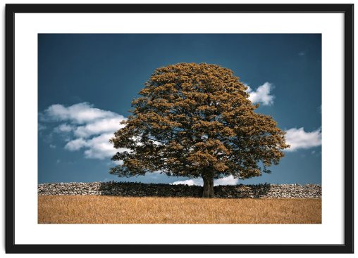 Framed autumnal scene of lone oak tree with yellowing leaves alongside a stone wall