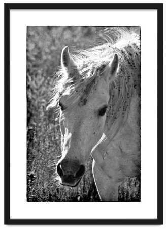 Front on portrait of a wild Australian horse