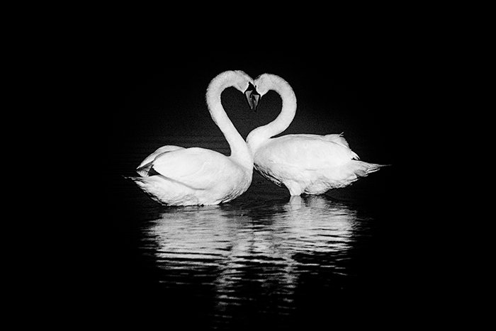 Two swans photographed side on, facing each other with the curve of their necks forming a heart shape