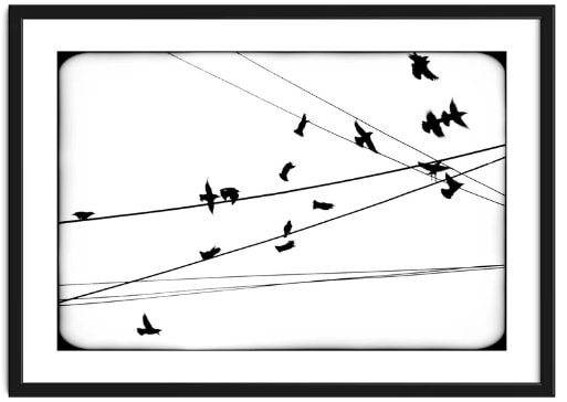 Minimalist high contrast image of wires randomly crossing and birds flying around